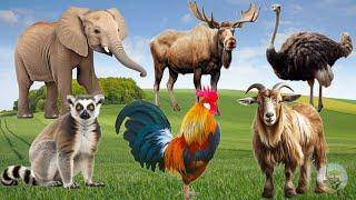 The Live Of Animals Around Us: Moose, Deer, Goat, Ostrich, Lion, Parrot, Panda - Animal Sounds