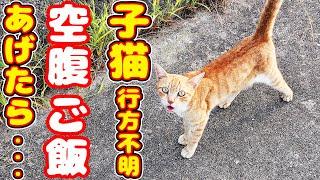 子猫行方不明？ 母猫にご飯をあげたら・・・ たくさんのさくらねこと野良猫への給餌 癒され野良猫動画 感動猫動画