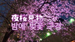 밤에 벚꽃 구경 夜桜見物 일본 일상여행 도쿄 자유여행 日本日常旅行 東京自由旅行