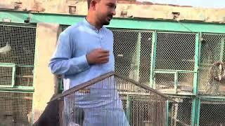 Best medicines | for pigeons | love birds | rana ahmad dastgeer