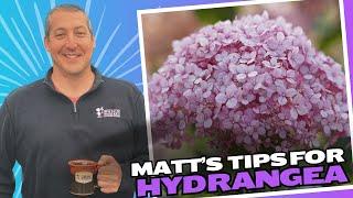 The MOST IMPORTANT Hydrangea Care Guide for Midwestern Gardeners