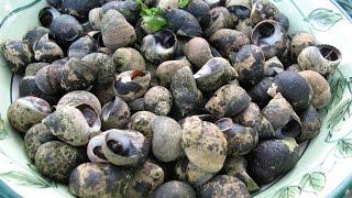 How to Forage and Cook Periwinkles