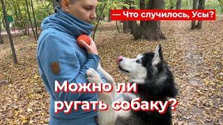 Что случилось, Усы? Можно ли ругать собаку?