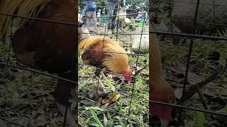 Grotto pet tiange Gold #rooster #shortvideos #viralvideo #grottopetmarket #ynadmotovlog