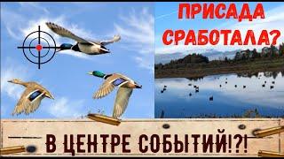 Осенняя охота на Утку на ШИКАРНОМ болоте с чучелами|Охота на утку в самом центре болота