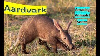 Aardvark facts   termites eater  