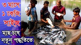 পুকুরে অধিক ঘনত্বে মাছ চাষ ৩ মাসে ১ কেজি সাইজ | মিশ্র মাছ চাষ কিভাবে করবেন | মিশ্র মাছ চাষ পদ্ধতি