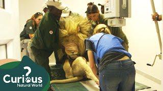 Treating Lions With Medical Problems | Wild Animal Rescue | Curious?: Natural World