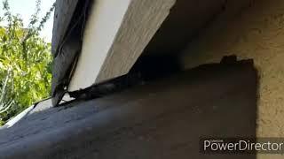 Elk Grove Pest Control - Secret roof rat entry point