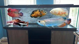 Going To Pet's Mart To Buy My 125 Gallon Dream Fish Tank!