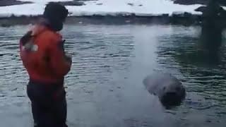 MASSIVE Elephant Seal Sunbaking on RIB Powerboat - Antarctica | Powerboat Training UK