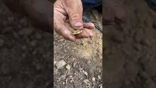 BIG GOLD NUGGET FOUND 7.5g!! | Gold Detecting Victoria | Minelab GPX5000