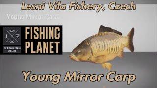 Young Mirror Carp Lesni Vila Fishery Czech Fishing Planet Guide