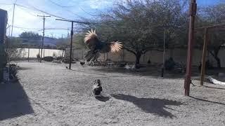 Java Green Peacock Flying in outdoor aviary