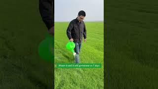 Evergreen Dwarf Grass Seed