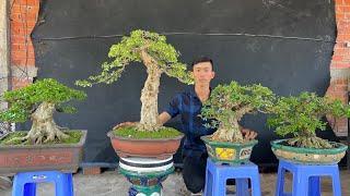 Bonsai Hoàng Tấn 24/2 #0975282803 đủ loại giá Sam Trái, Mai Chiếu Thủy, Nguyệt Quế, Linh Sam