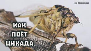 Как поют цикады. Строение и функции механизма стрекотания. // Clever Cricket