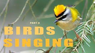 SINGING BIRDS 3