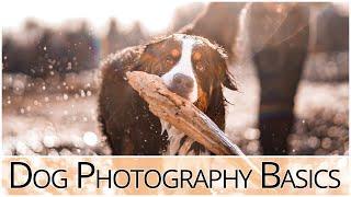 Dog Photography Tips and Techniques