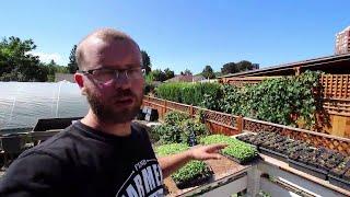 Harvesting Microgreens like a Pro: Tips and Techniques for Perfectly Picked Greens