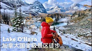 LAKE O'HARA｜加拿大国宝级景区徒步｜人数限定难得一见的落基山最美徒步路线