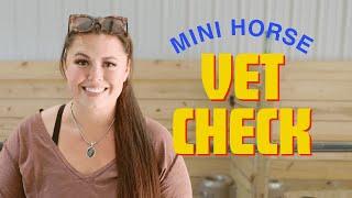 Vet Vlog: She checked the miniature horses today!