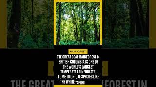 "Did You Know Canada Has a Rainforest?  Discover the Great Bear Rainforest! #Shorts"