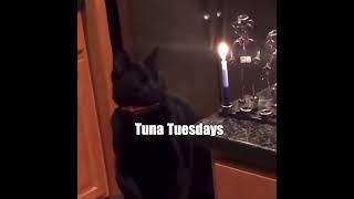 Cat vs Candle