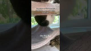 BIG  CAT  OREO ‍↕️‍↕️‍↕️ #cats #catvideos #cat