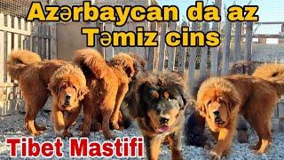 Tibet Mastifi  #tibetmastifi #mubarizemintv