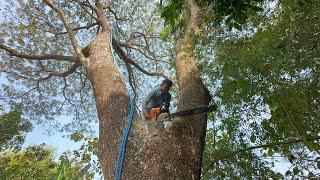 Can't bear it... Cut down the big rain tree in the middle of the rice fields‼️