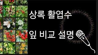 수목감별  상록 활엽 비교