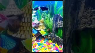 Incredible Aquarium Decoration Ideas