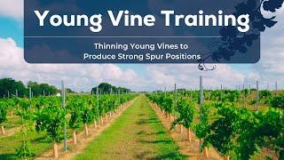 Thinning Young Vines to Produce Strong Spur Positions