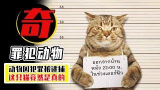 這只猫竟然是真的？ 盤點7個犯罪被逮捕的動物，人類可真奇葩！【小馬哥知識局】