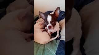 #puppy #чихуахуа #чихуашечкамоя
