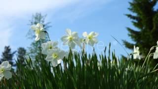 Tender White Narcissus Flowers in Grass