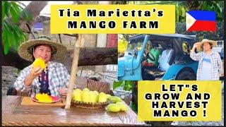 Tia Marietta's MANGO FARM in Bulacan