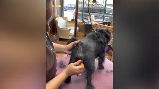 Grooming the Affenpinscher