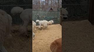 Ноябрь, 4 (часть 3) #video #нск54 #осенний #2024 #тренды #trending #animals