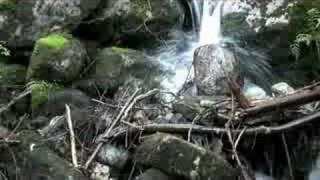 Gentle sounds of nature