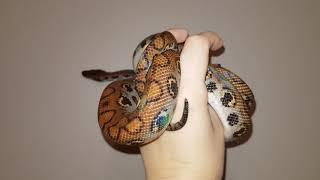 Brazilian Rainbow Boa • Epicrates cenchria cenchria • Бразильський райдужний удав