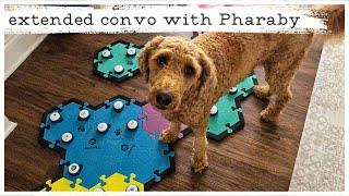 Extended Conversation with Pharaby, my #talkingdog - #fluentpet #dogmomlife #aic #ilovemydog