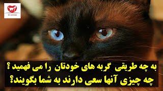 به چه طریقی  گربه های خودتان  را می فهمید ؟  چه چیزی آنها سعی دارند به شما بگویند؟