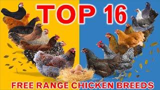 Top 16 Best Pure Breed Chickens in the World for Free Range Farming | Gives 150 - 320 Eggs per Year