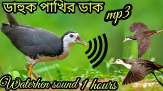 ডাক পাখির ডাক 2023/ dahuk pakir dak/suara ruak ruak/whitebrested waterhen sound/