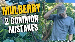 Growing mulberries? Avoid the 2 most common mistakes!