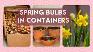 How to Plant Spring Bulbs In Pots | Daffodils & Tulips | Container Gardening