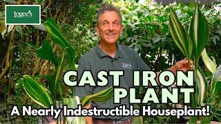 Cast Iron Plant - A Remarkable and Resilient Houseplant!