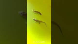 lizard fight funny vfx dear team